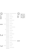 Thumbnail Image 3 of 3/4 CT. T.W. Diamond Solitaire Stud Earrings in 14K White Gold (J/I3)