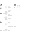 Thumbnail Image 3 of 1/2 CT. T.W. Certified Lab-Created Diamond Solitaire Stud Earrings in 14K Gold (F/SI2)