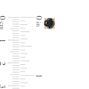 Thumbnail Image 2 of 1 CT. T.W. Black Diamond Solitaire Stud Earrings in 10K Gold